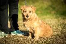 DONNIE, Hund, Mischlingshund in Ungarn - Bild 3