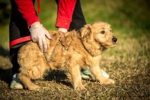DONNIE, Hund, Mischlingshund in Ungarn - Bild 4