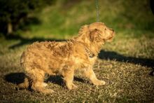 DONNIE, Hund, Mischlingshund in Ungarn - Bild 6