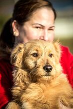 DONNIE, Hund, Mischlingshund in Ungarn - Bild 7