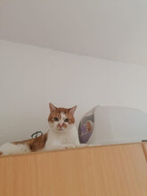ADAM, Katze, Hauskatze in Neuwied - Bild 4