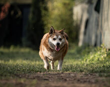 CARLSON, Hund, Mischlingshund in Ratingen - Bild 2