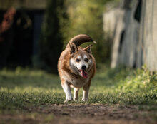 CARLSON, Hund, Mischlingshund in Ratingen - Bild 3