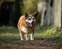 CARLSON, Hund, Mischlingshund in Ratingen - Bild 4