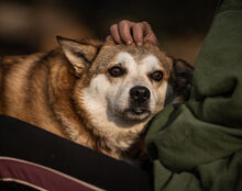 CARLSON, Hund, Mischlingshund in Ratingen - Bild 5