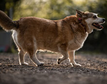 CARLSON, Hund, Mischlingshund in Ratingen - Bild 8