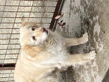 FAE, Hund, Mischlingshund in Ungarn - Bild 2