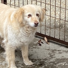FAE, Hund, Mischlingshund in Ungarn - Bild 3