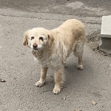 FAE, Hund, Mischlingshund in Ungarn - Bild 5