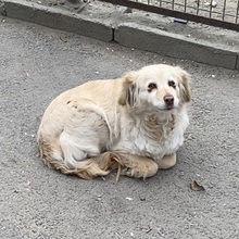 FAE, Hund, Mischlingshund in Ungarn - Bild 6
