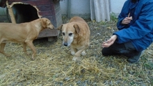 TEMESVARIPAPA, Hund, Mischlingshund in Ungarn - Bild 2