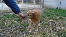 TEMESVARIPAPA, Hund, Mischlingshund in Ungarn - Bild 4