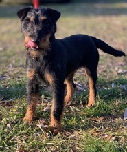 BAILEY, Hund, Jagdterrier in Ungarn - Bild 2