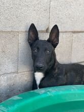 RORO, Hund, Podenco-Mix in Spanien - Bild 2