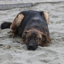 NIKA, Hund, Mischlingshund in Ungarn - Bild 1