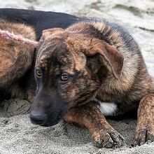 NIKA, Hund, Mischlingshund in Ungarn - Bild 2