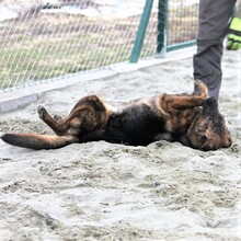 NIKA, Hund, Mischlingshund in Ungarn - Bild 3