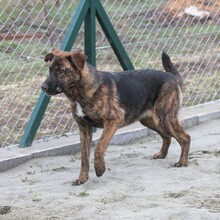 NIKA, Hund, Mischlingshund in Ungarn - Bild 4