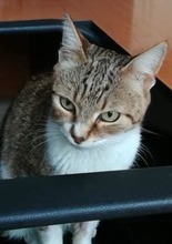 ZDRAVA, Katze, Hauskatze in Bulgarien - Bild 9