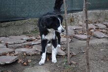TESSI, Hund, Border Collie-Mix in Bulgarien - Bild 10