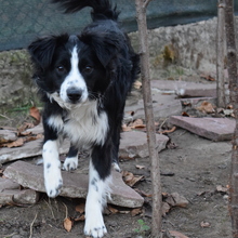 TESSI, Hund, Border Collie-Mix in Bulgarien - Bild 3