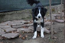 TESSI, Hund, Border Collie-Mix in Bulgarien - Bild 7