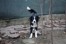 TESSI, Hund, Border Collie-Mix in Bulgarien - Bild 8