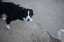 TESSI, Hund, Deutscher Schäferhund in Bulgarien - Bild 6