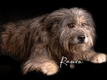 RAMON, Hund, Mischlingshund in Spanien - Bild 1