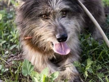 RAMON, Hund, Mischlingshund in Spanien - Bild 10