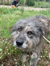 RAMON, Hund, Mischlingshund in Spanien - Bild 5