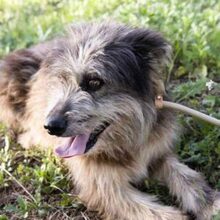 RAMON, Hund, Mischlingshund in Spanien - Bild 9