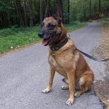 RICCO, Hund, Malinois in Slowakische Republik - Bild 1