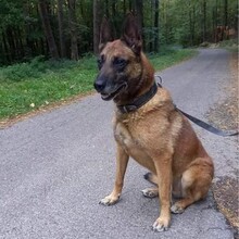 RICCO, Hund, Malinois in Slowakische Republik - Bild 4