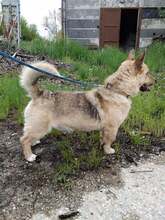 SUNNY, Hund, Mischlingshund in Ungarn - Bild 5