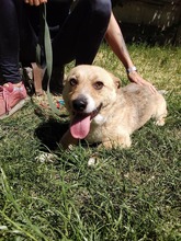 SUNNY, Hund, Mischlingshund in Ungarn - Bild 6