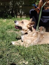 SUNNY, Hund, Mischlingshund in Ungarn - Bild 7