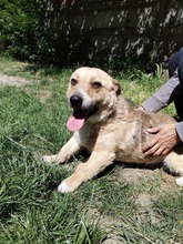 SUNNY, Hund, Mischlingshund in Ungarn - Bild 8