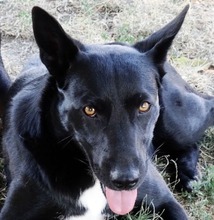 LAURA, Hund, Mischlingshund in Ungarn - Bild 1