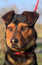 DEAN, Hund, Mischlingshund in Ungarn - Bild 1