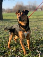 DEAN, Hund, Mischlingshund in Ungarn - Bild 2