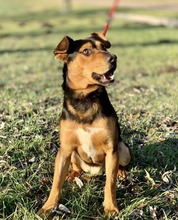 DEAN, Hund, Mischlingshund in Ungarn - Bild 3