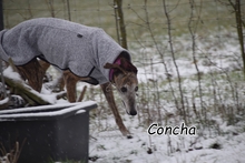 CONCHA, Hund, Galgo Español in Essingen - Bild 1