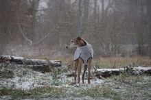 CONCHA, Hund, Galgo Español in Essingen - Bild 4