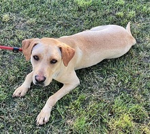 DANNY, Hund, Labrador-Mix in Ungarn - Bild 4