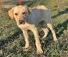 DANNY, Hund, Labrador-Mix in Ungarn - Bild 7