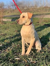 DANNY, Hund, Labrador-Mix in Ungarn - Bild 8