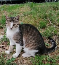 MALCHO, Katze, Hauskatze in Bulgarien - Bild 3