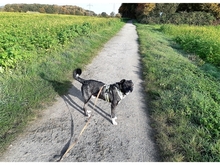LOUI, Hund, Mischlingshund in Dortmund - Bild 4