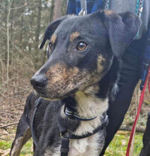 MOKO, Hund, Mischlingshund in Rumänien - Bild 1